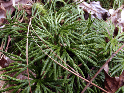 creeping cedar