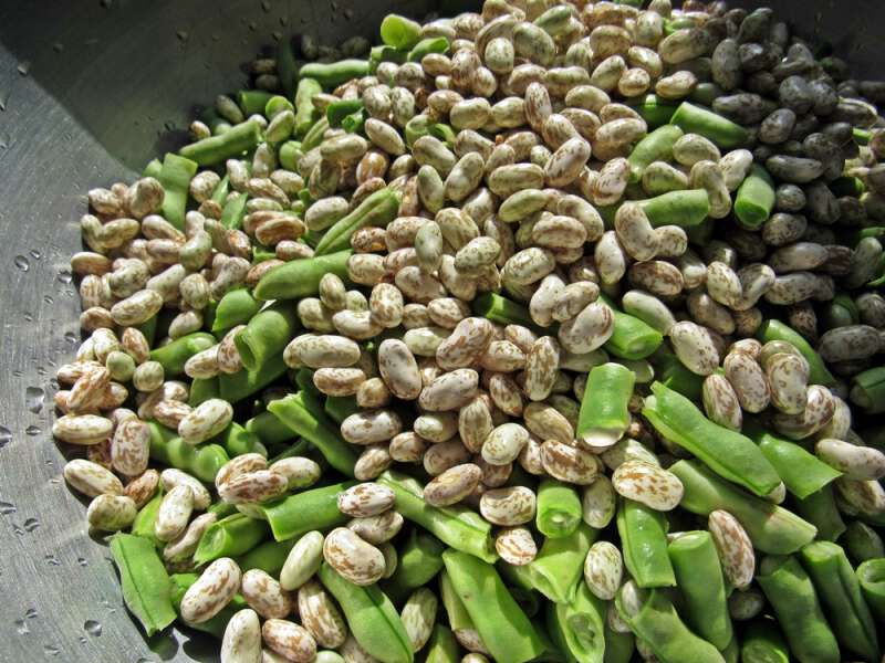 Shelly Beans Recipe 