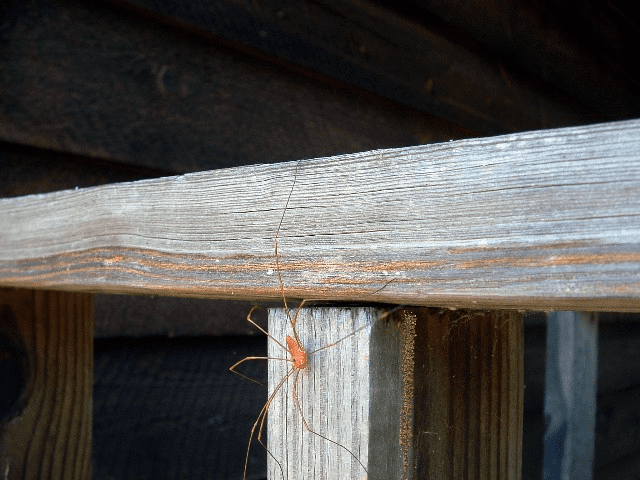 Grandaddy Longlegs | Blind Pig and The Acorn