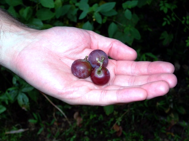 handful of grapes