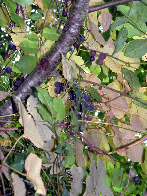 climbing trees