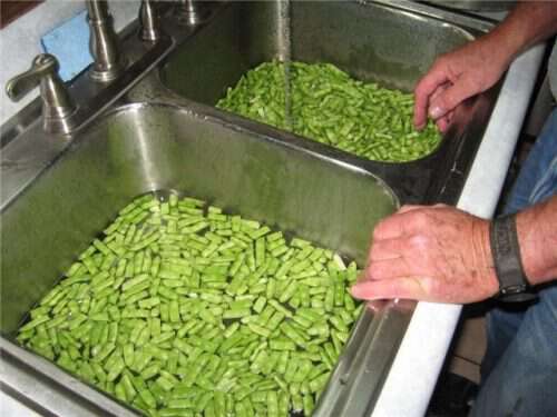 https://blindpigandtheacorn.com/wp-content/uploads/2009/07/washing-beans-for-pickling-500x375.jpg