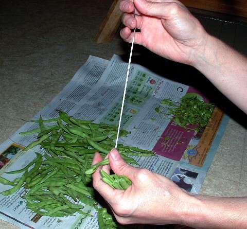 dried greenbeans