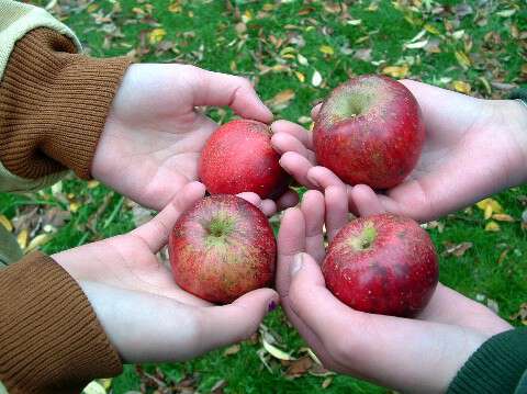 Heirloom Apples