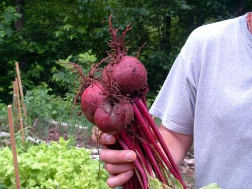 Growing Beets