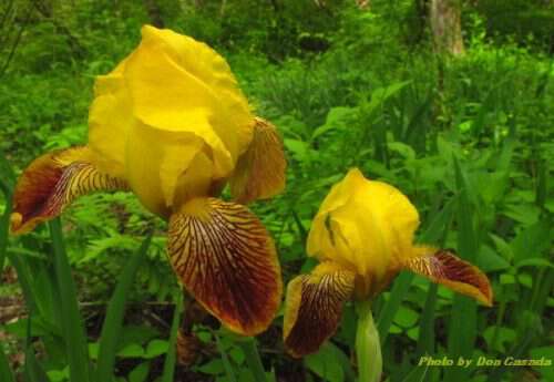 Iris in noland creek