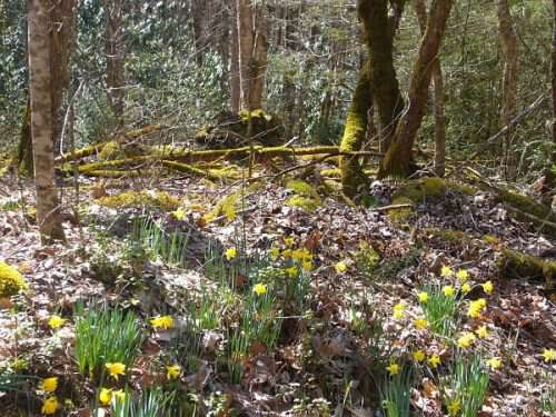 daffodils at noland creek