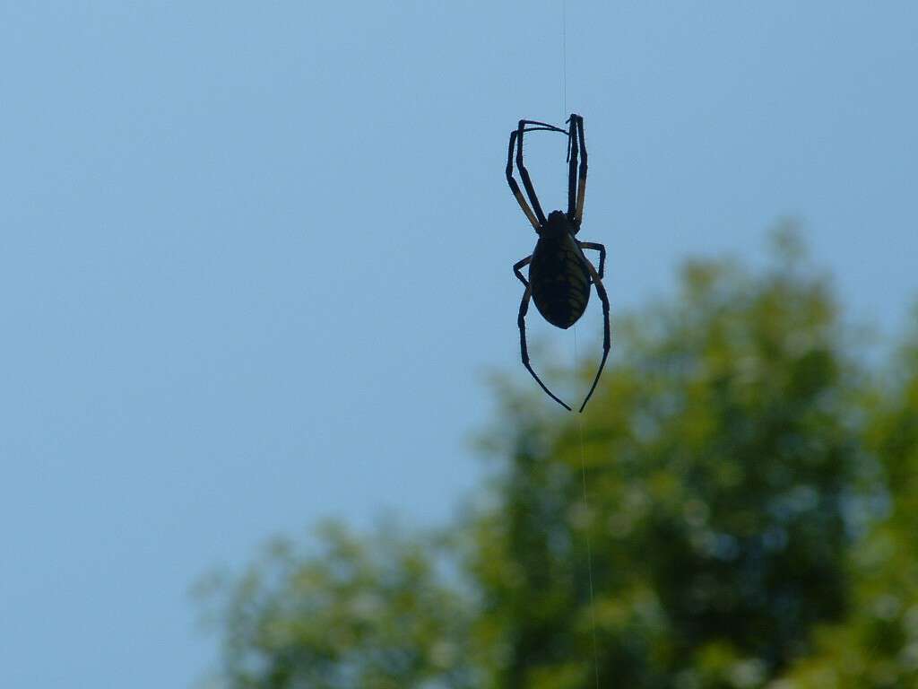 Musings from the Back Porch – Garden Spider