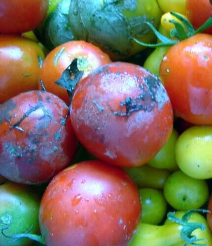 Bonny Best Tomato Seeds