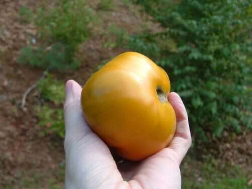 Beaverlodge Slicer - Heirloom Tomato Seeds