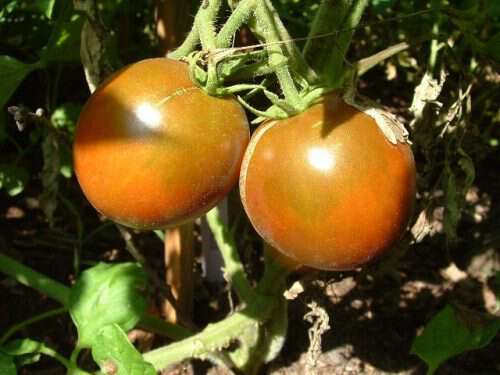 Beaverlodge Slicer - Heirloom Tomato Seeds