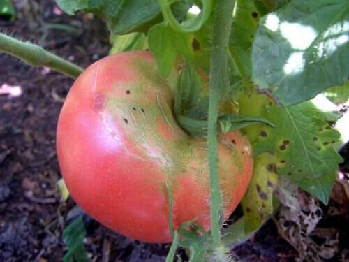 german Johnson tomato