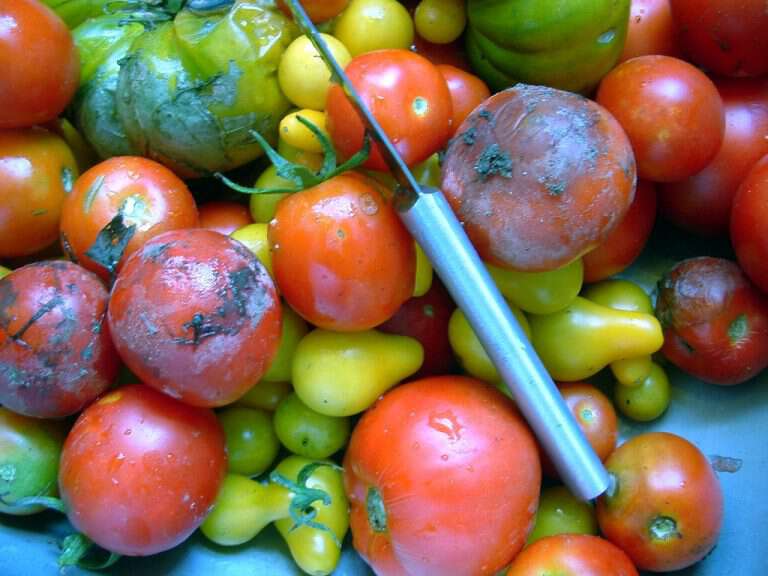 Saving Seeds From Heirloom Tomatoes