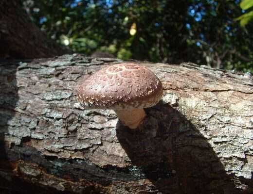 growing mushrooms on logs