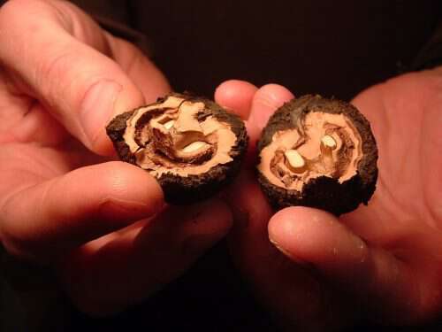 cracking black walnuts