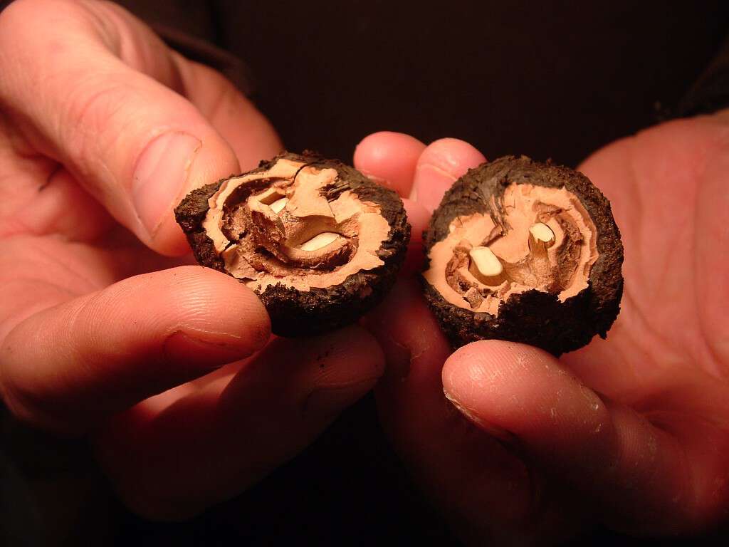 Cracking Black Walnuts | Blind Pig and The Acorn