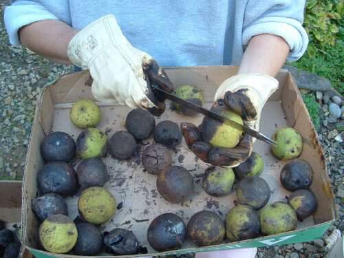 how to hull black walnuts