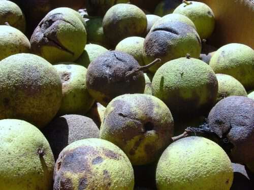 hulling blackwalnuts