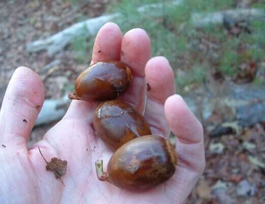 chestnut oak acorns