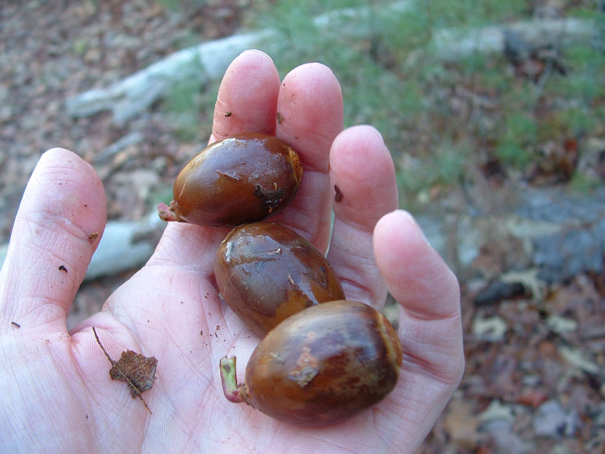 Hunting The Perfect Christmas Tree | Blind Pig and The Acorn