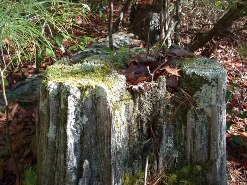 old hard wood stump