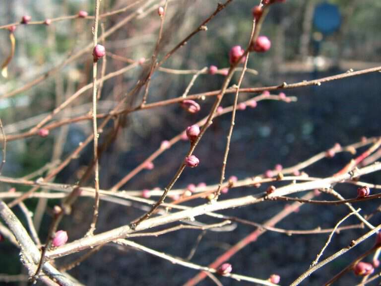 A Tease Of Spring