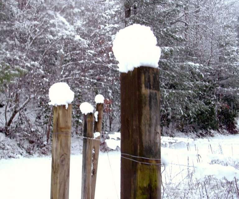 snowy garden