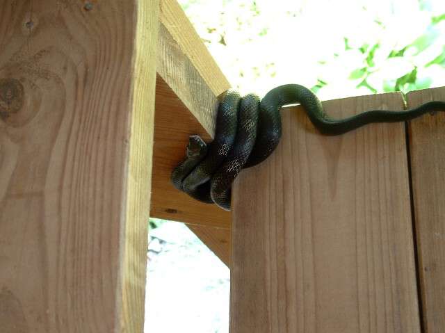 If It’d Been A Snake It Would Have Bit Me