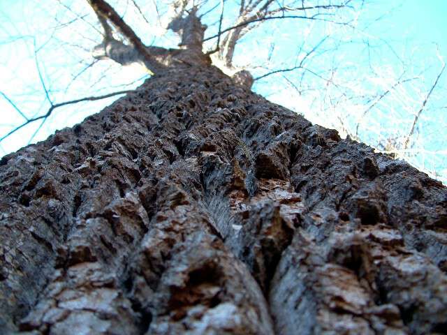 large tree