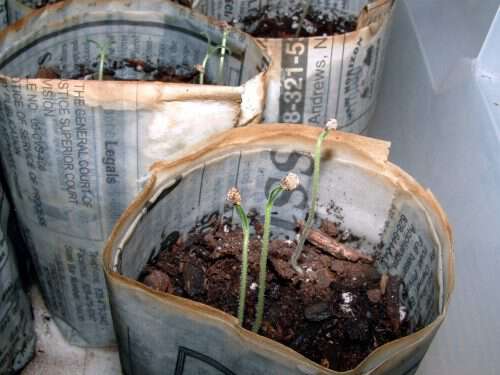 seedlings in newspaper pot