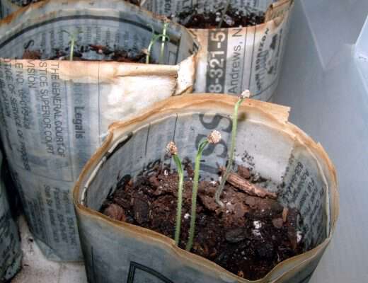 seedlings in newspaper pot