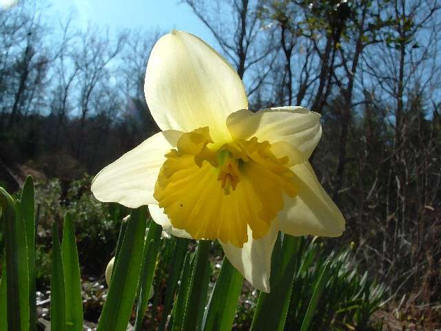 The Daffodil