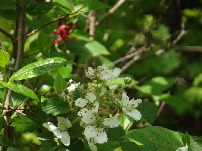 Appalachia Through My Eyes – Blackberry Winter