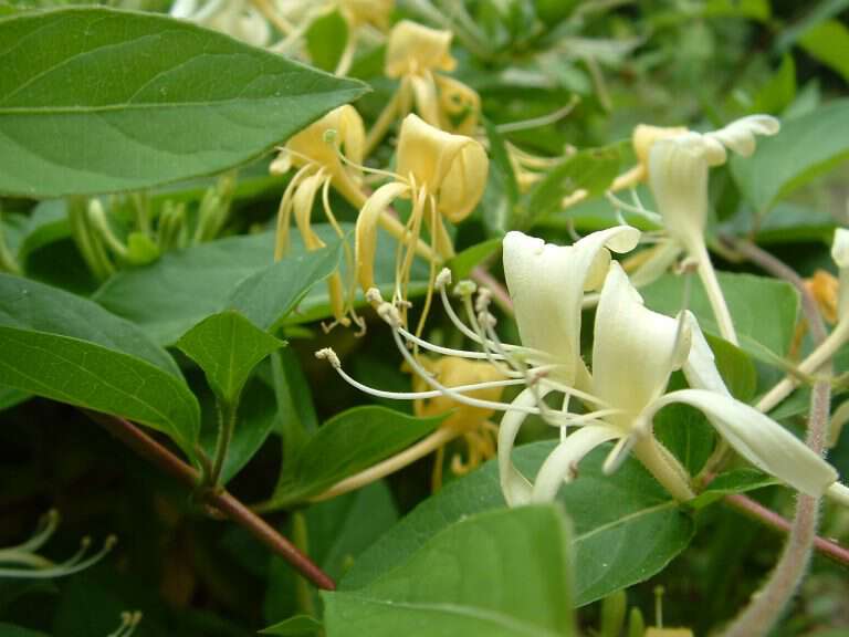 Appalachia Through My Eyes – Honeysuckle