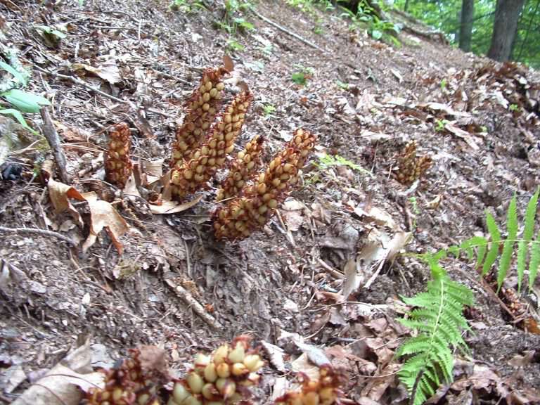 Squaw Root