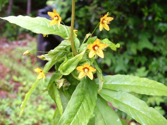 Appalachia Through My Eyes – Whorled Loosestrife