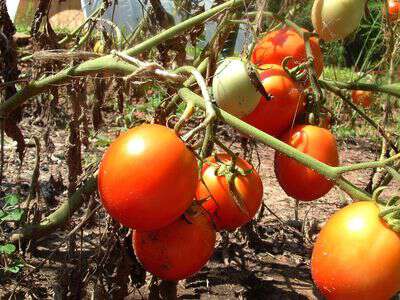 Brandywine Red (Novelty/Heritage Tomato)