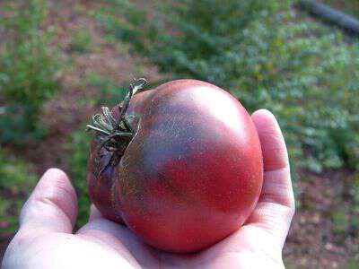 purple tomato varieties