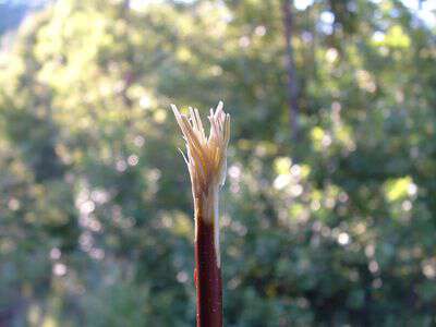 Using twig toothbrushes