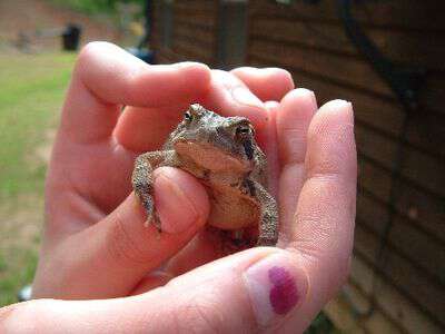 My Life In Appalachia - Toad Frogs