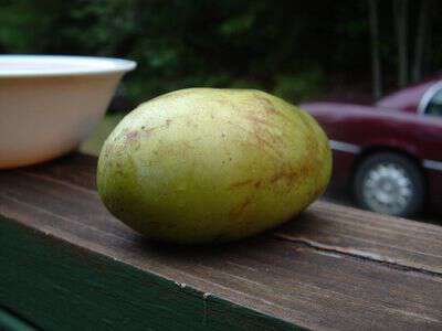 My life in appalachia - Picking up Pawpaws Putting Them In A Basket