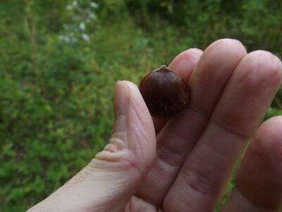 Chinkypin or chinquapin nut or chestnut bush