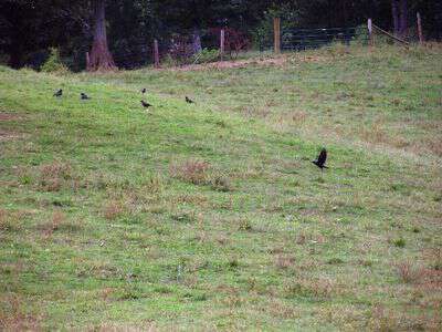 My life in appalachia - Crow Families