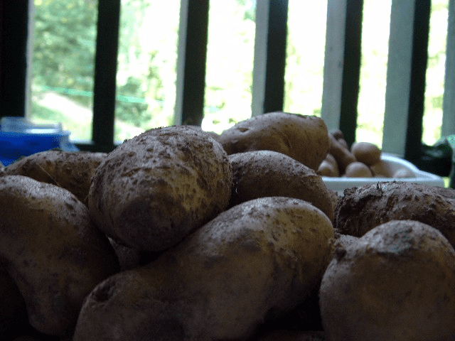 My life in appalachia - Taters