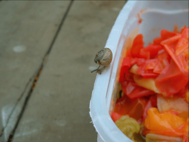 My life in appalachia - Snail Snail Come Out Of Your Shell