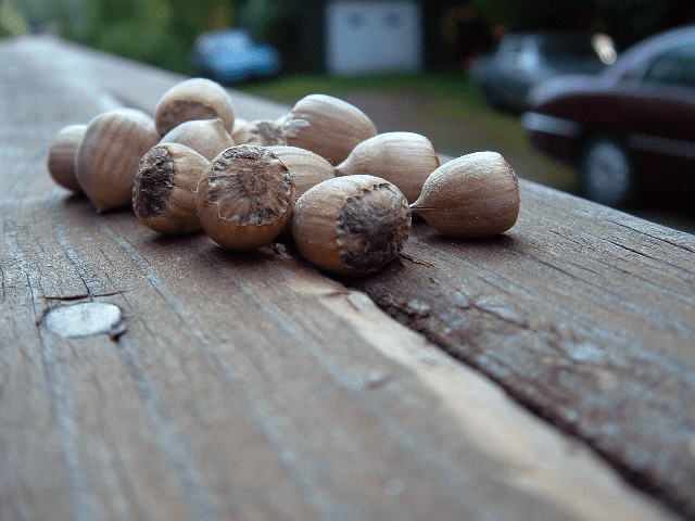 Hazelnuts in cherokee co nc