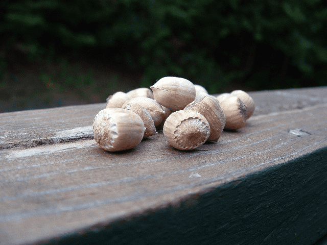 Wild hazelnuts