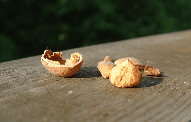 Hazelnut growing in western nc