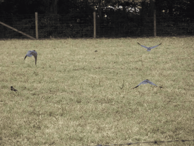 My life in appalachia - Pet Crows