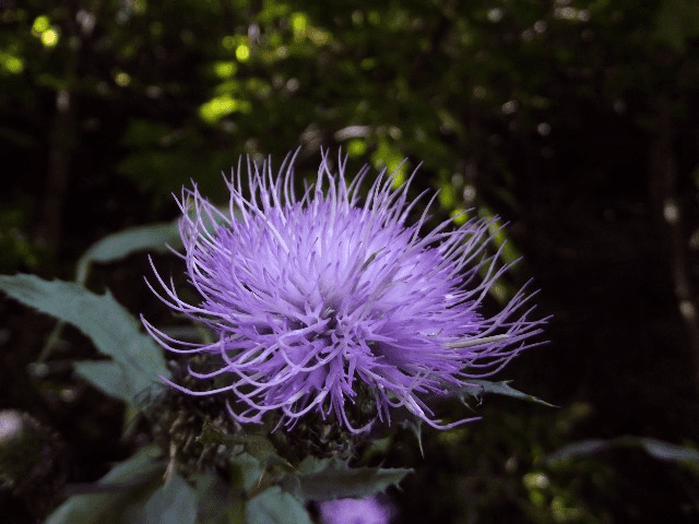 My life in appalachia - Thistles